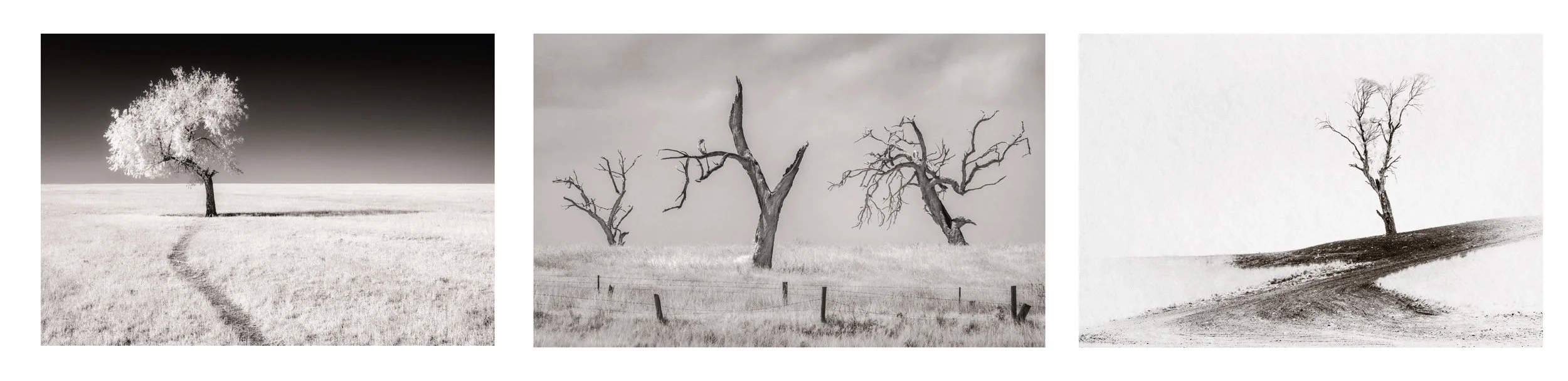 The sculptural beauty of trees captured in infrared, a series of fine art prints by Australian Photographer Ian J Muirhead