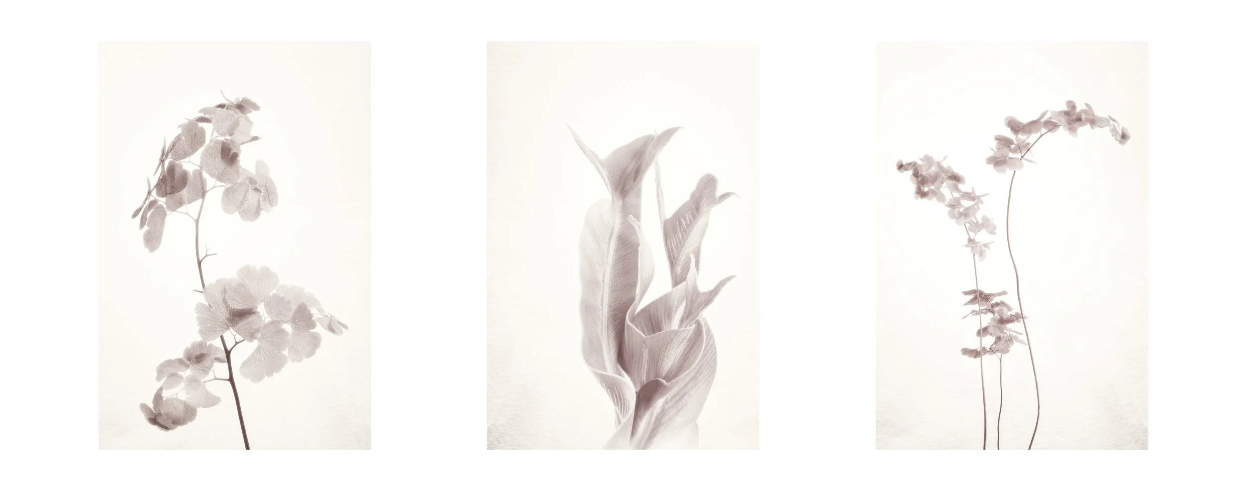 three vertical minimalist studies of fern fronds rendered in soft monochrome reminiscent of the gelatin silver process. Part of the limited edition Fronded Forms collection by Australian photographer Ian J Muirhead