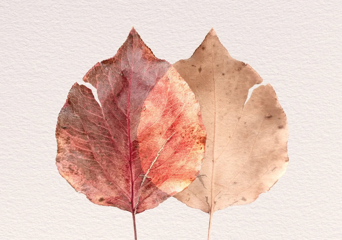 a fine art gallery link showing two overlapping leaves with bright intersection