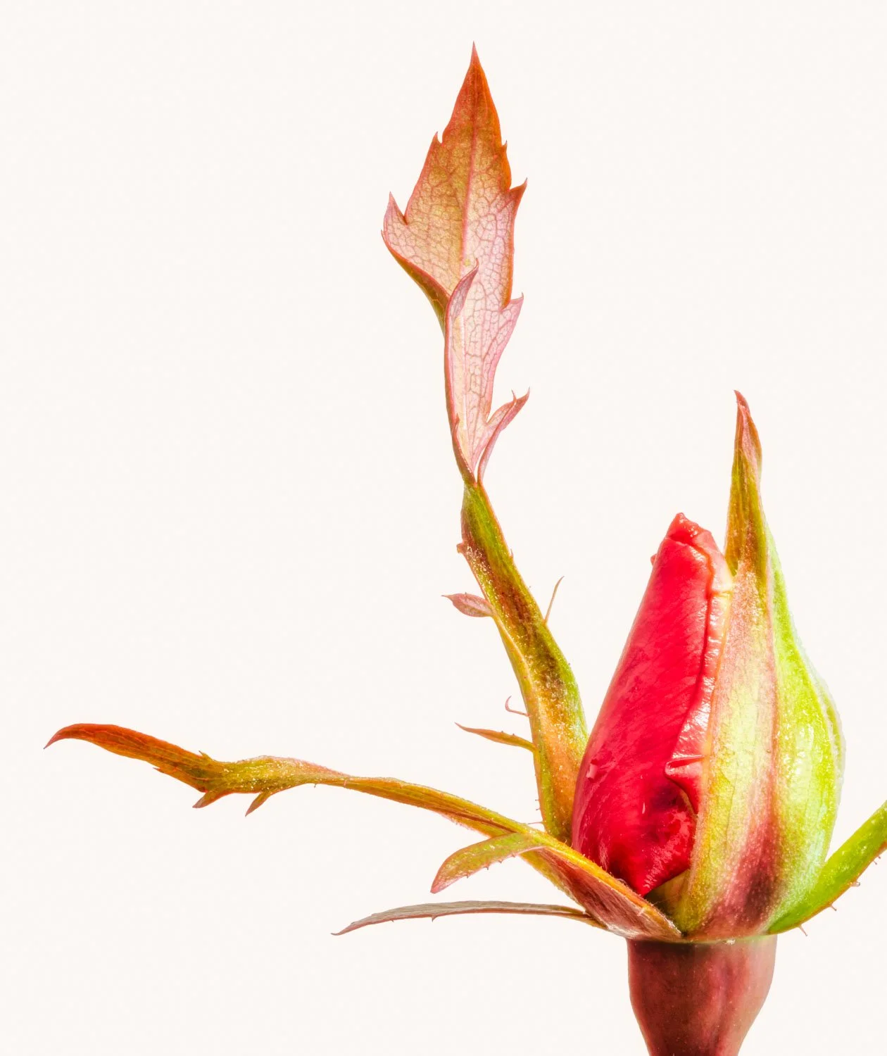A minimalist image of a young red rosebud about to bloom