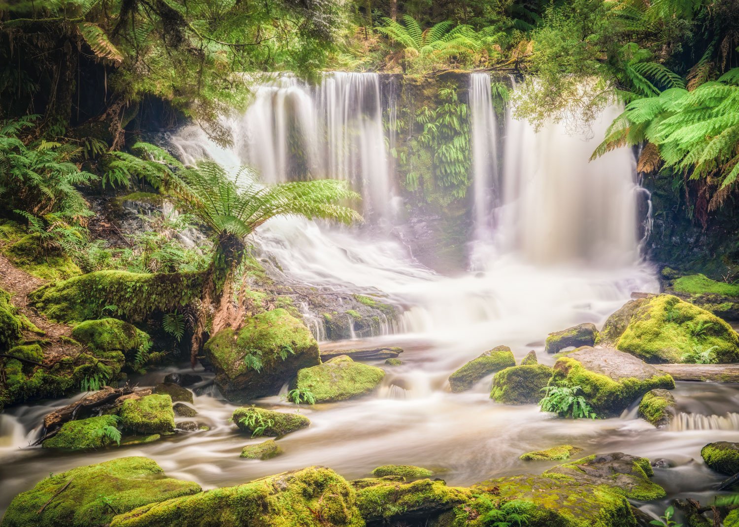 Fern Paradise