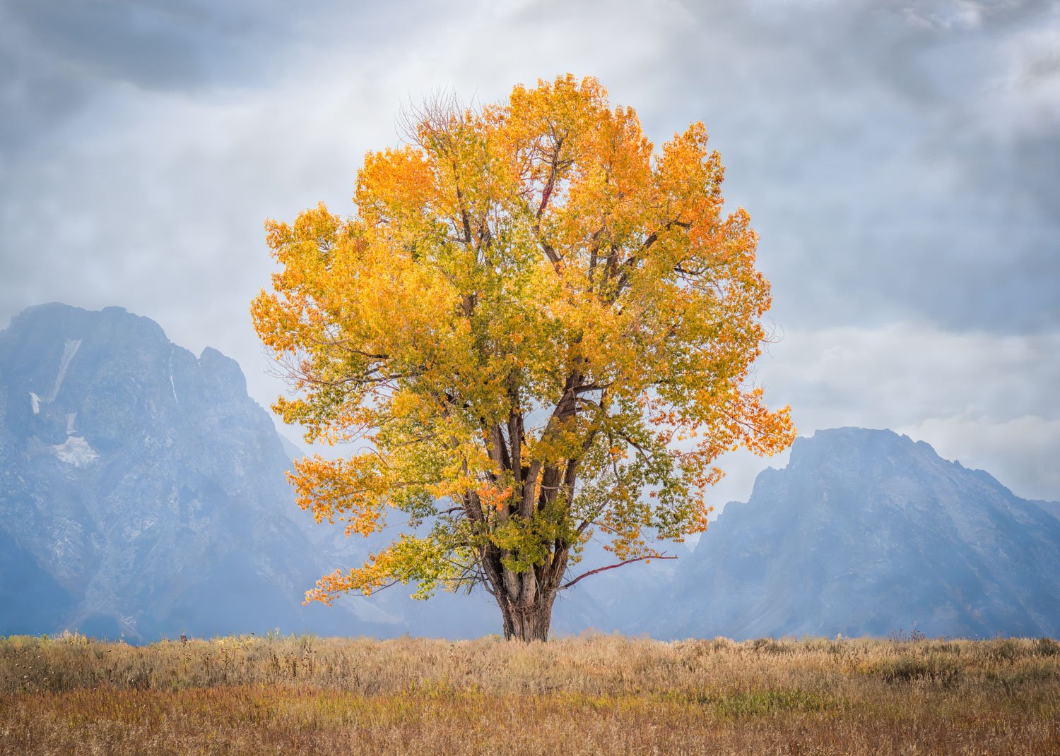 Symmetree