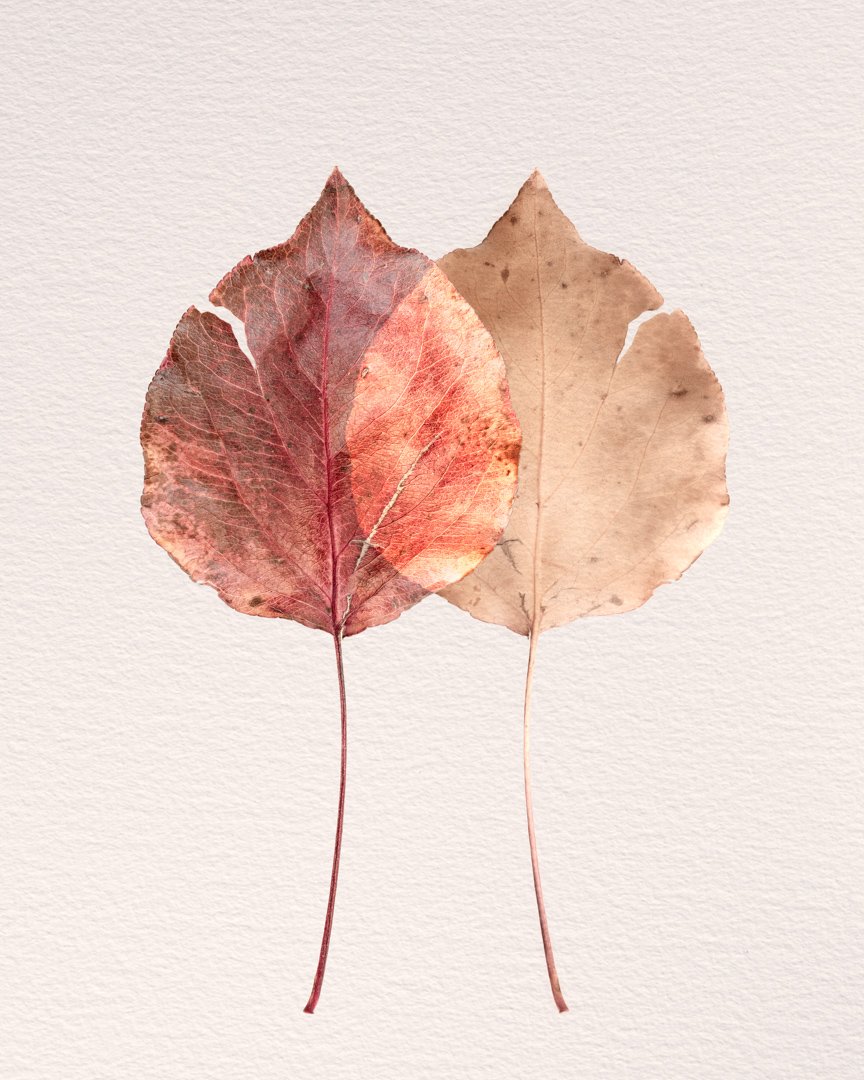 The front and back of a leaf overlap–metaphorically the persona and essence of a person–which shows the resonance of knowing the whole person. Part of the Silent Selves collection.