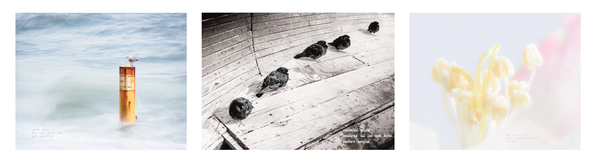 three winter-inspired haiga forming part of the Winter's Passage series by Australian photographer Ian J Muirhead
