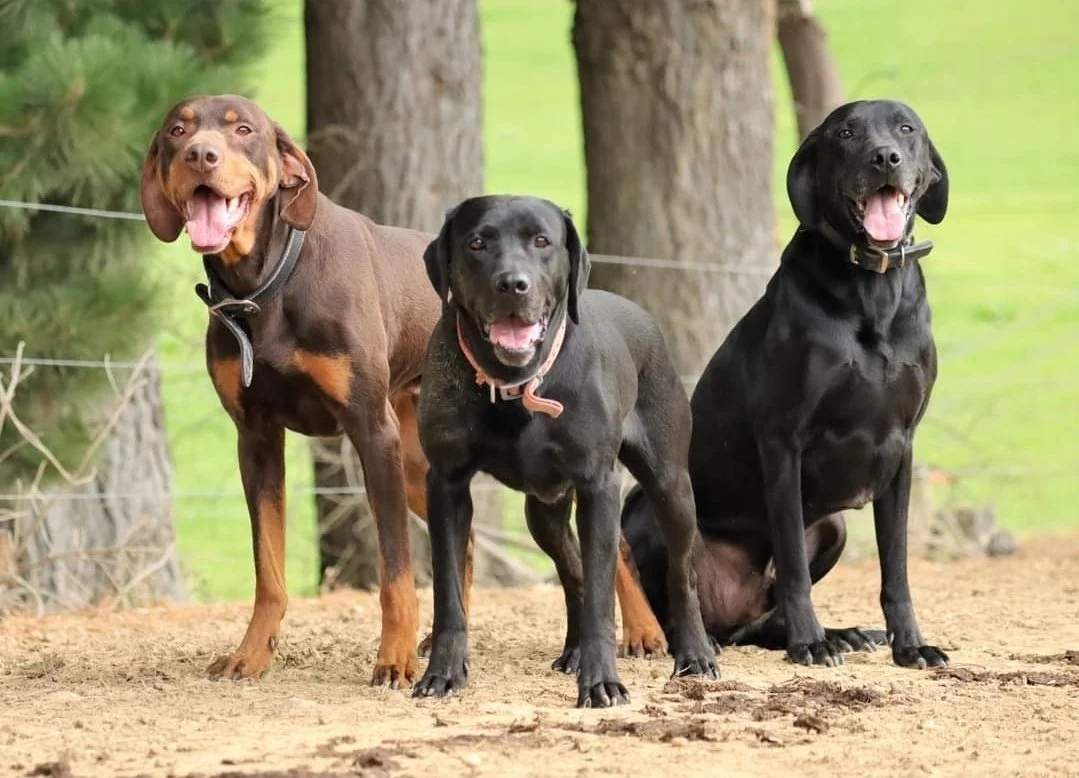 dogs.jpg