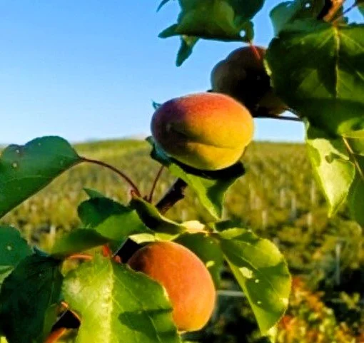 apricot image1.jpg
