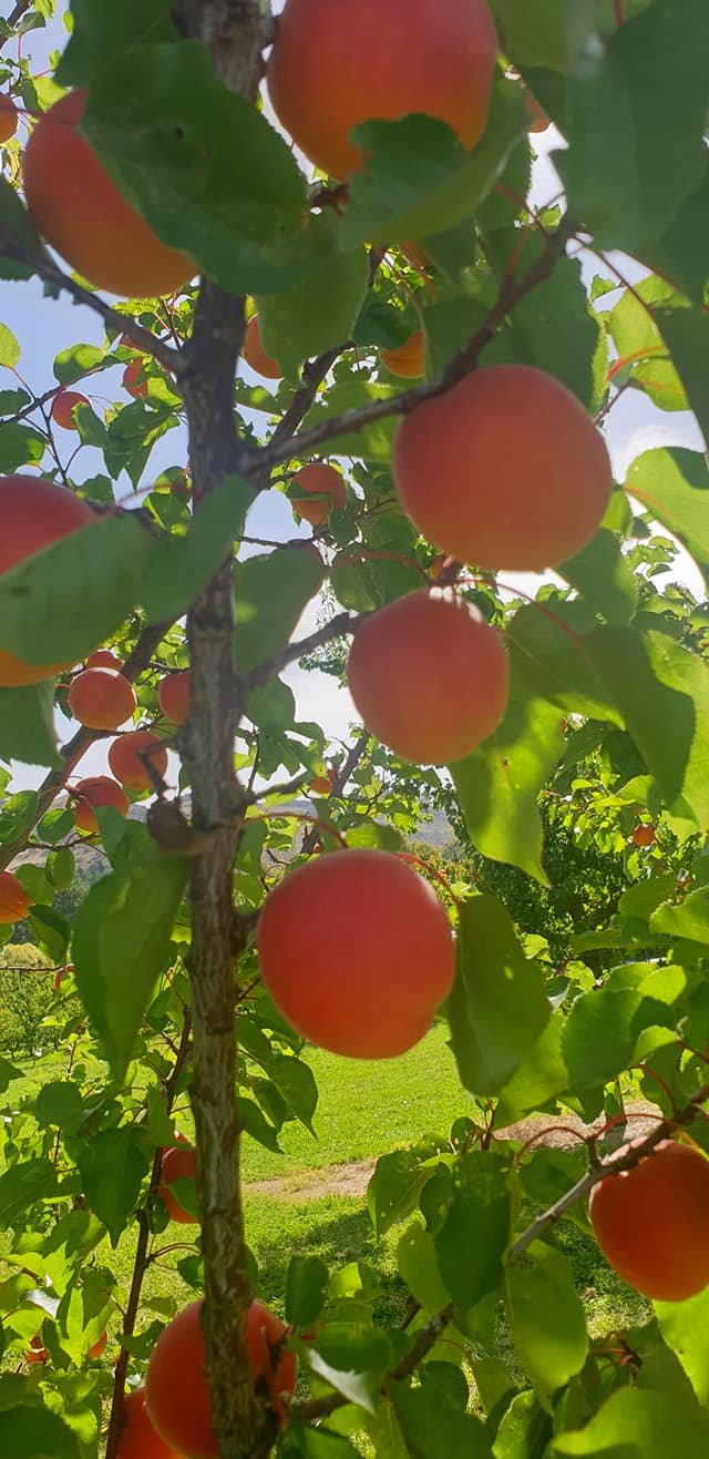 Apricots on tree.jpg