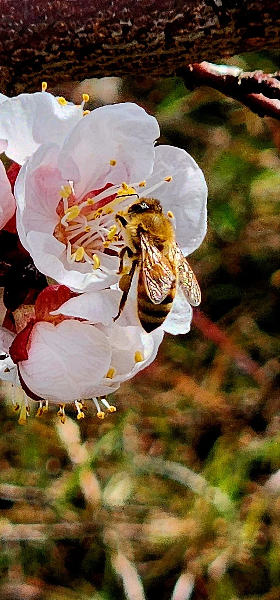 bee on blossom.jpg