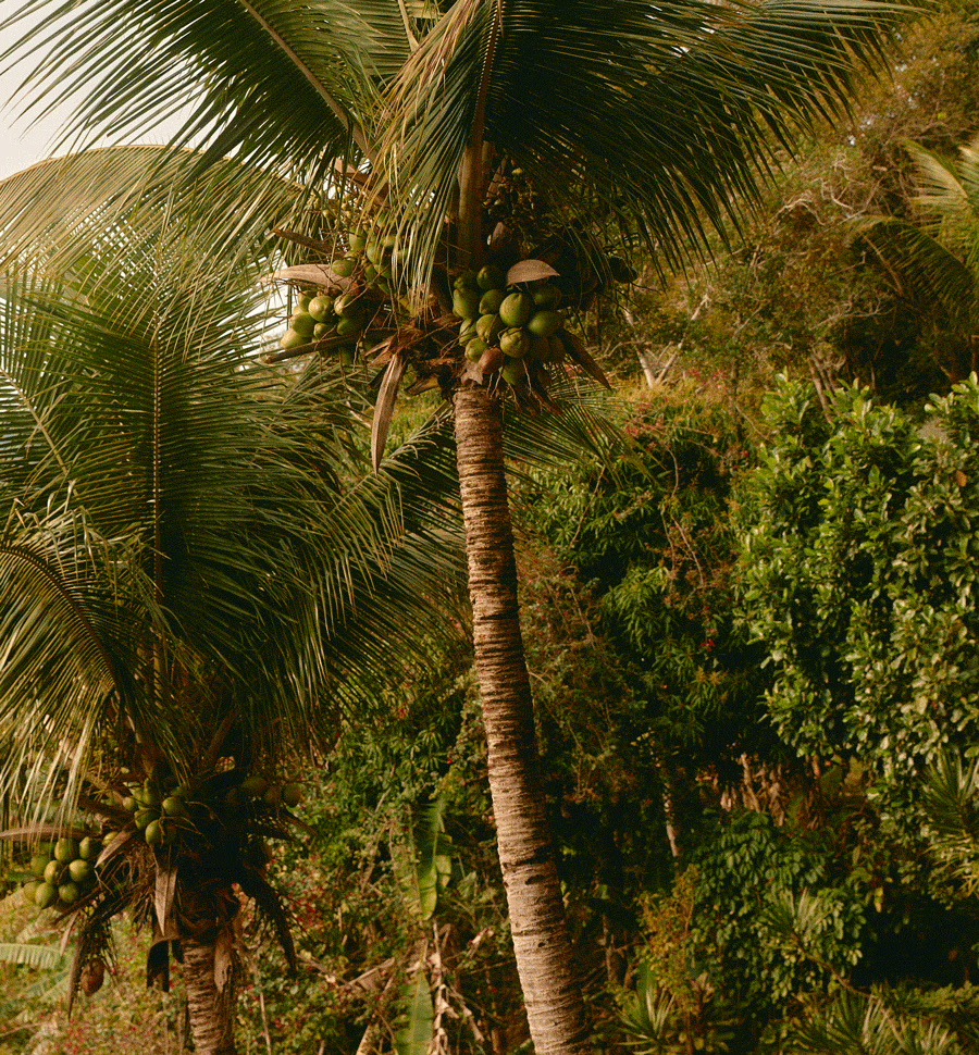 A coconut palm tree with green coconuts growing near the top, surrounded by dense green foliage.