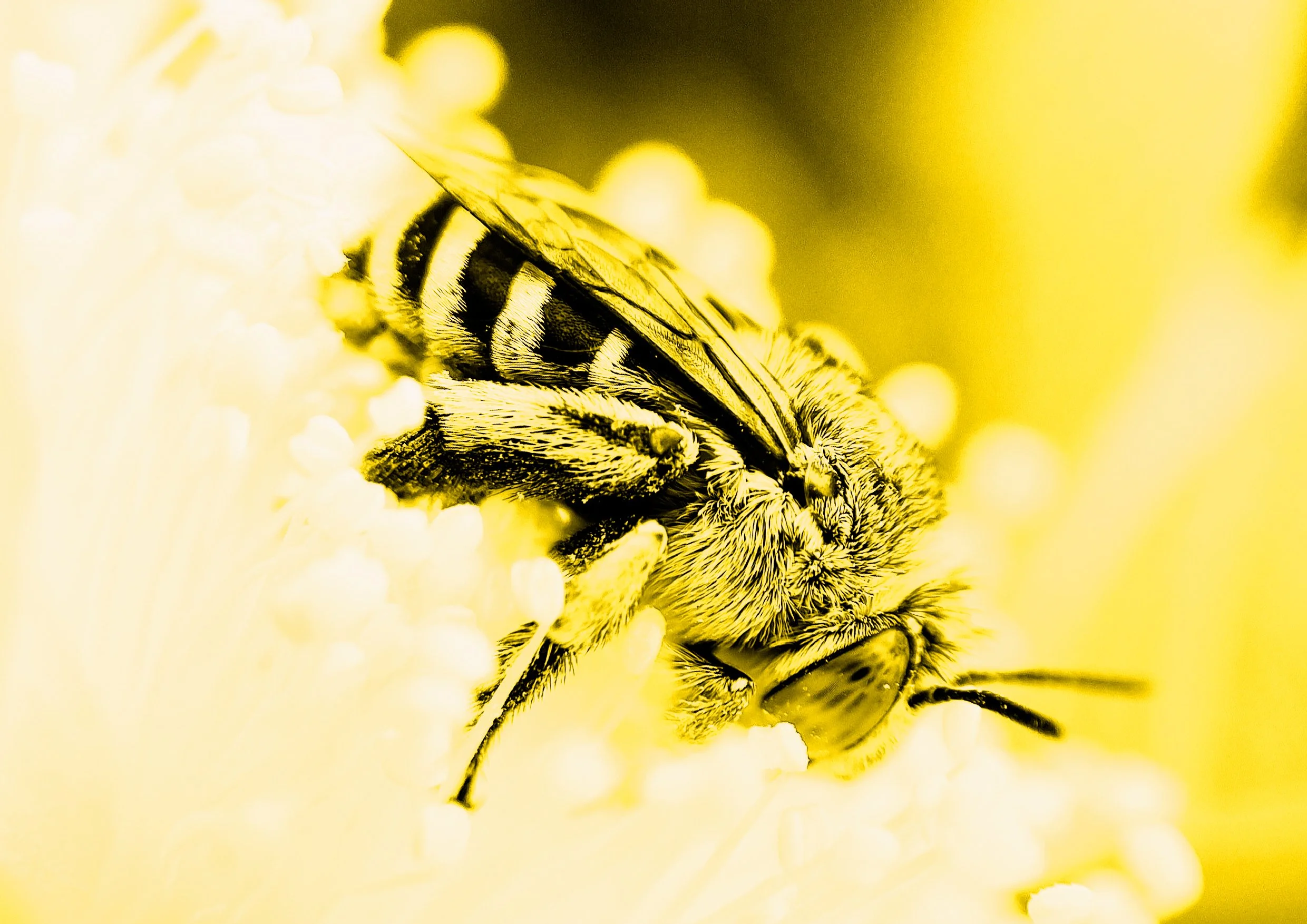 to bee or not to bee2.jpg