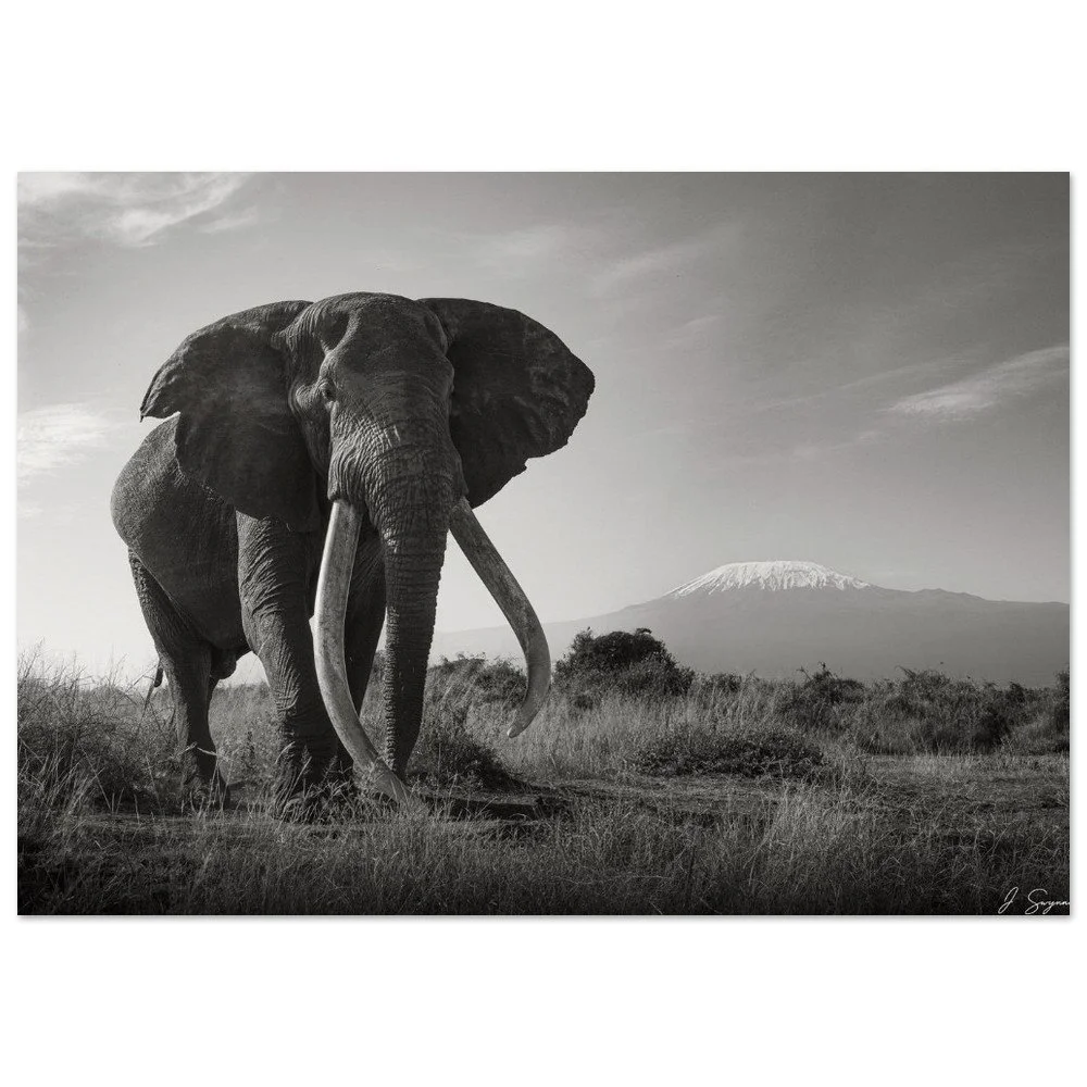 Tusks of Time: An Elephant Before Kilimanjaro
