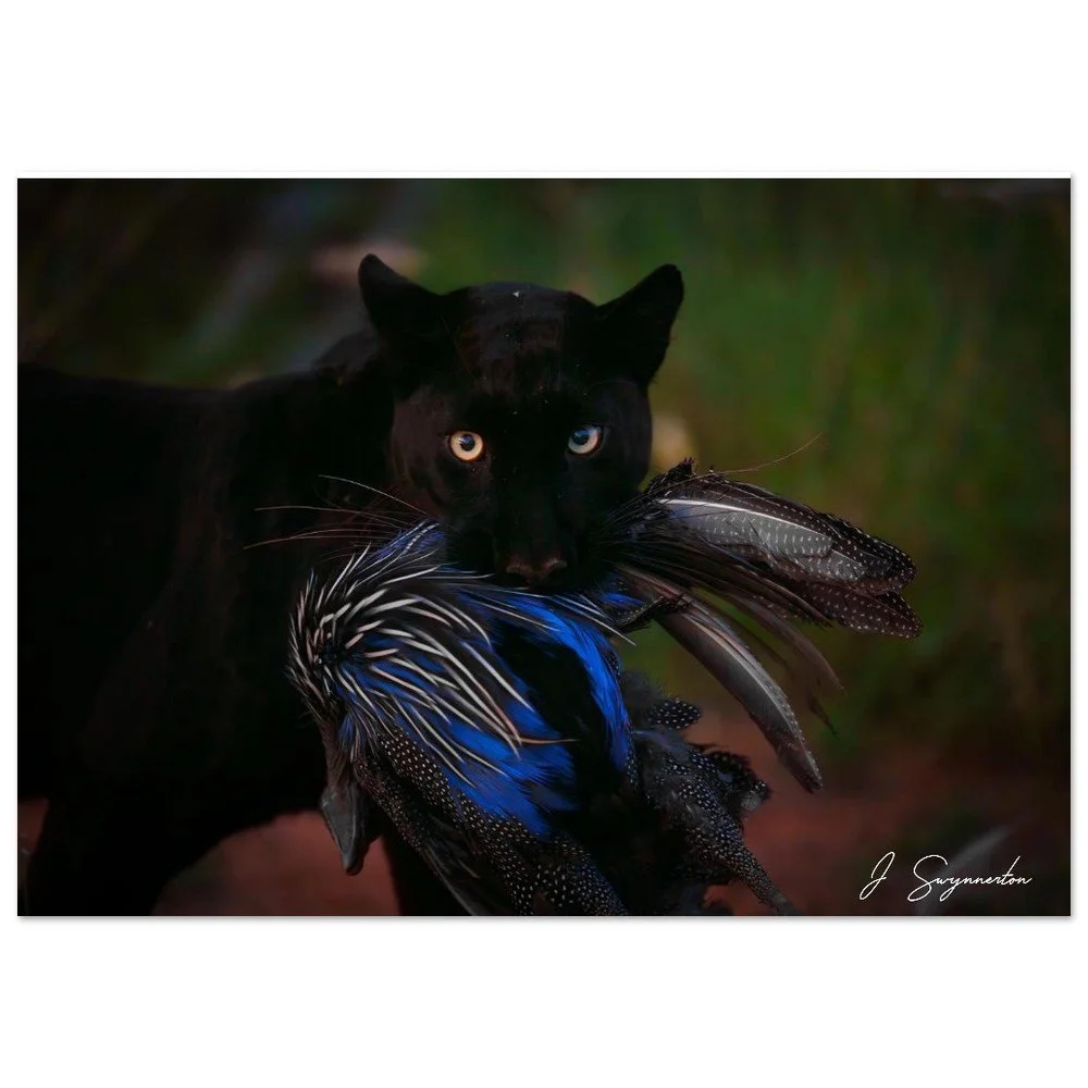 Midnight Stalk: Black Panther with Vulturine Guineafowl