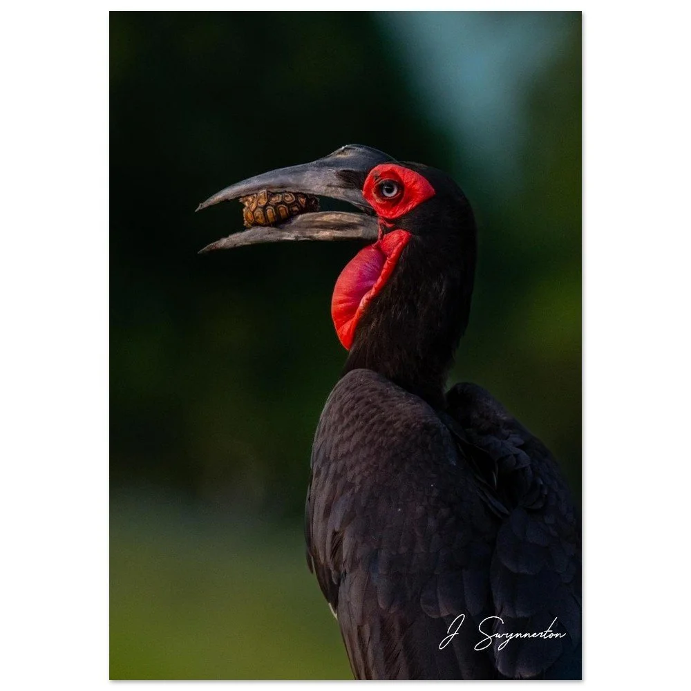 The Hunter's Prize: Southern Ground Hornbill with Tortoise