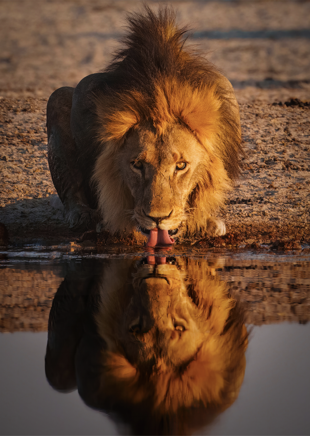 The King of the Kalahari