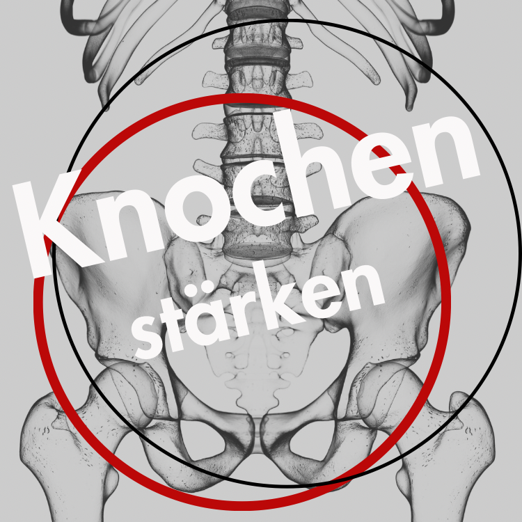 KNOCHEN                  faszinierend lebendig