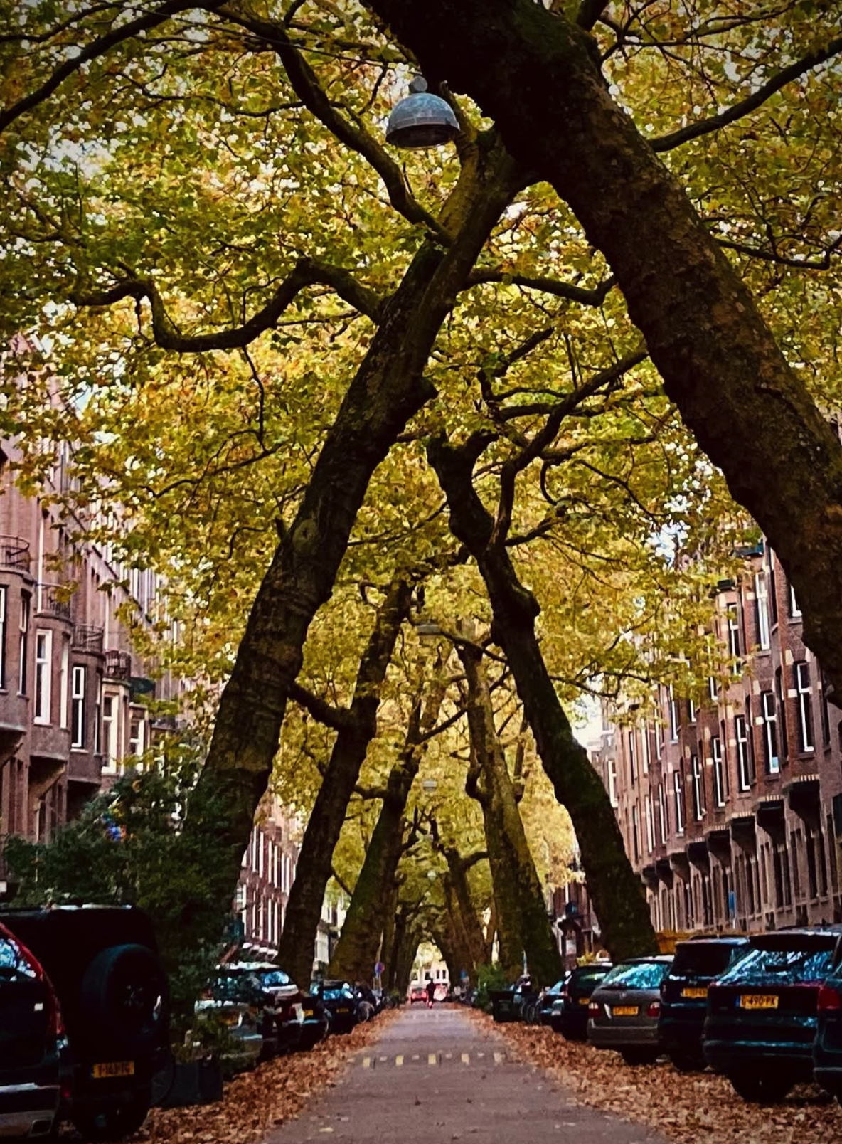 Tree-lined city street with large trees arching over the sidewalk, fallen leaves on the ground, parked cars along the street, and buildings on either side.
