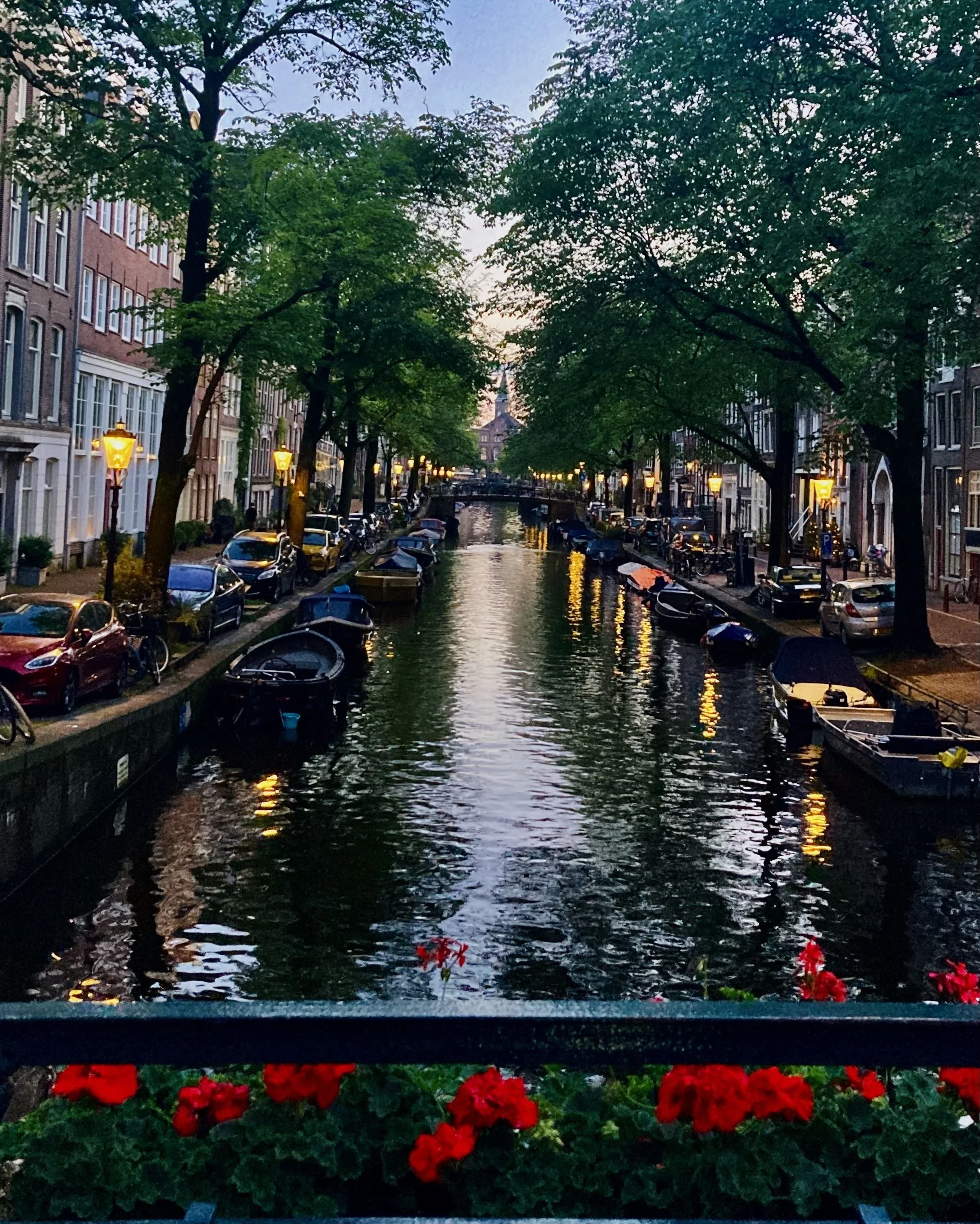 A canal in an urban area during evening with boats docked along the sides, lined by trees and buildings, illuminated by street lamps and reflections on the water, with red flowers in the foreground.