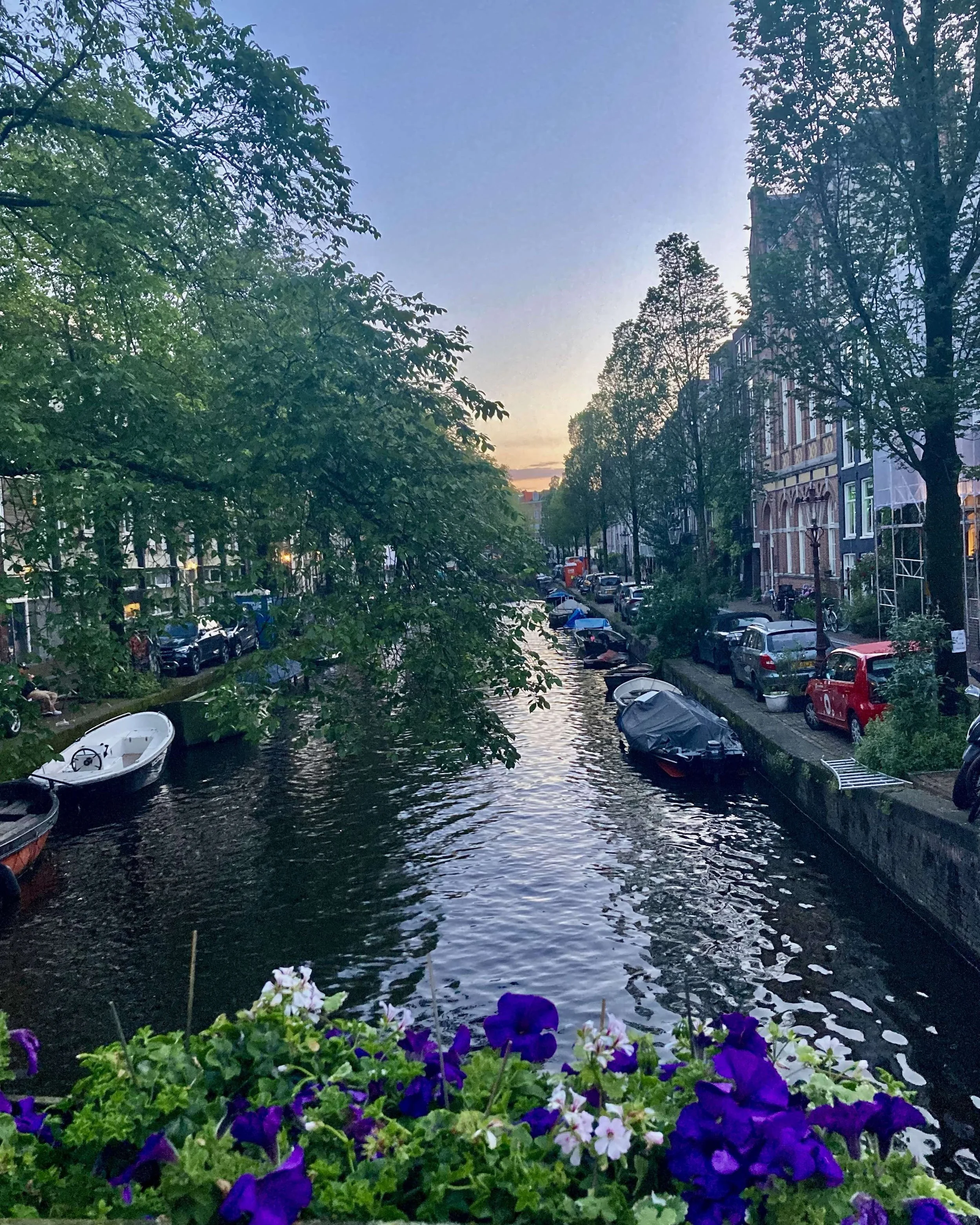 Sunset over a canal lined with trees and parked boats, with cars and buildings along the street. Flowers are in the foreground.