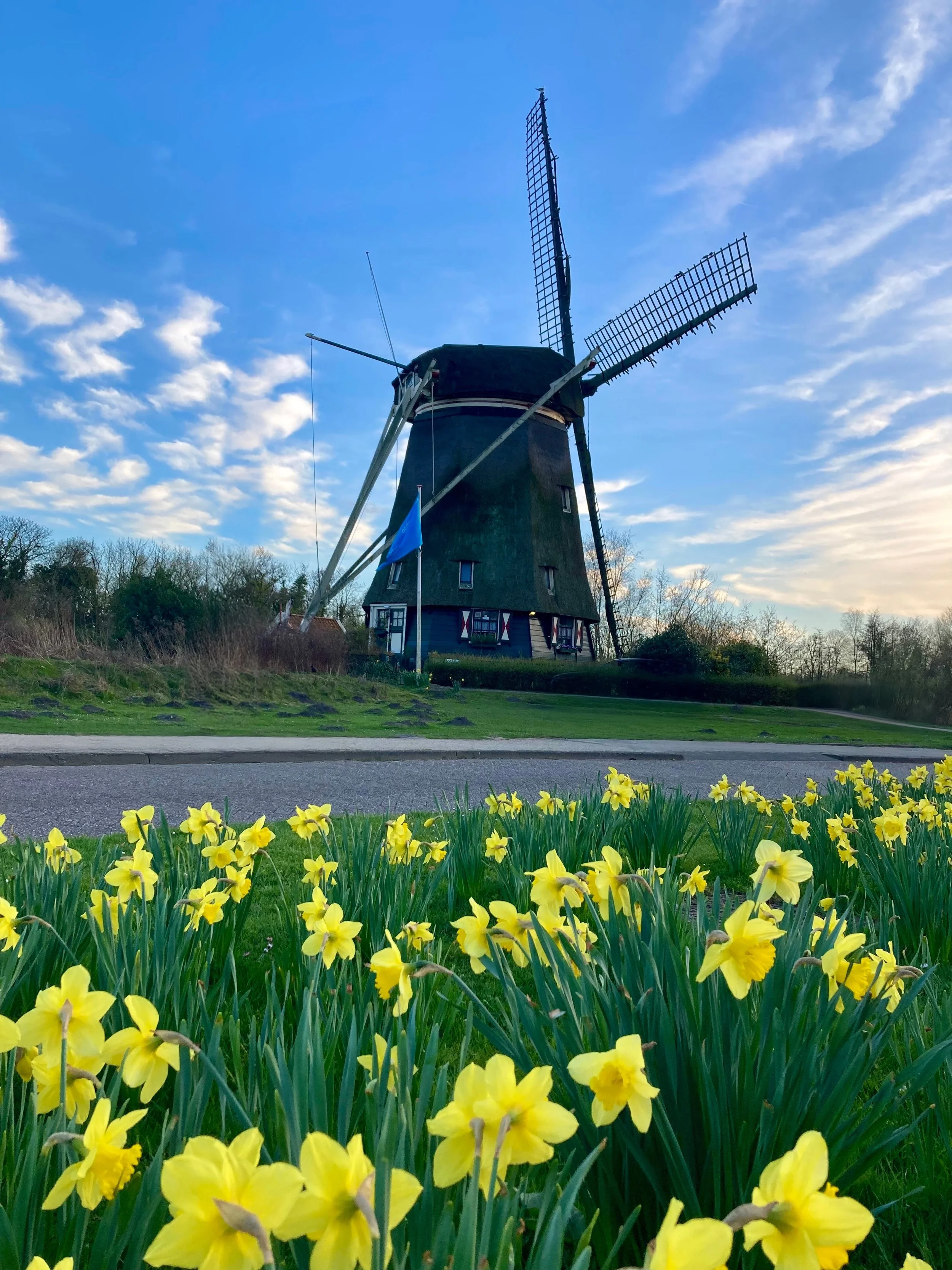 A traditional Dutch windmill with a dark body and four large blades, situated in a scenic outdoor setting with a clear sky and scattered clouds, surrounded by green grass and yellow flowers in the foreground.