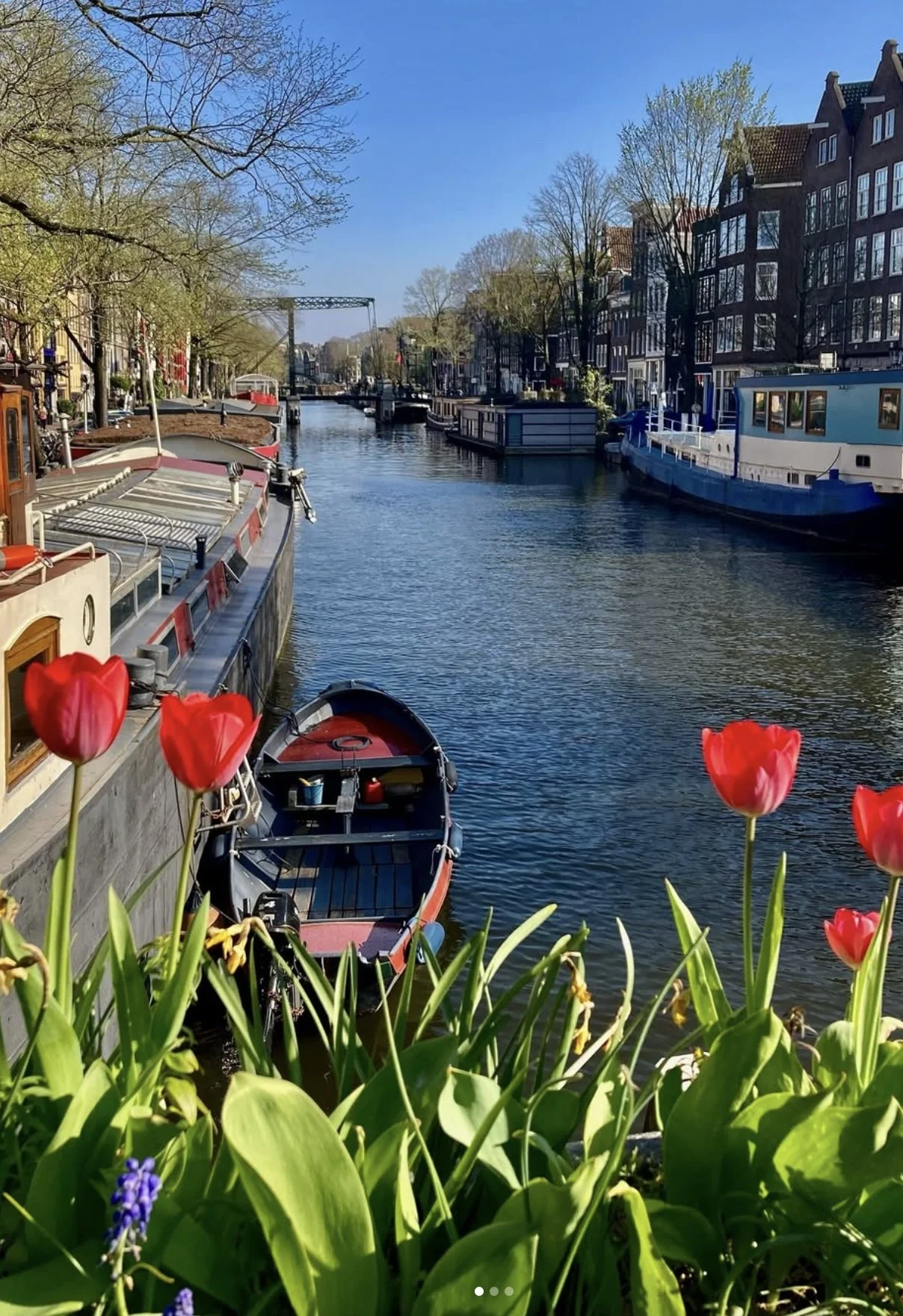 A canal with boats, tulips, and houses along the riverbank on a sunny day with clear blue skies.