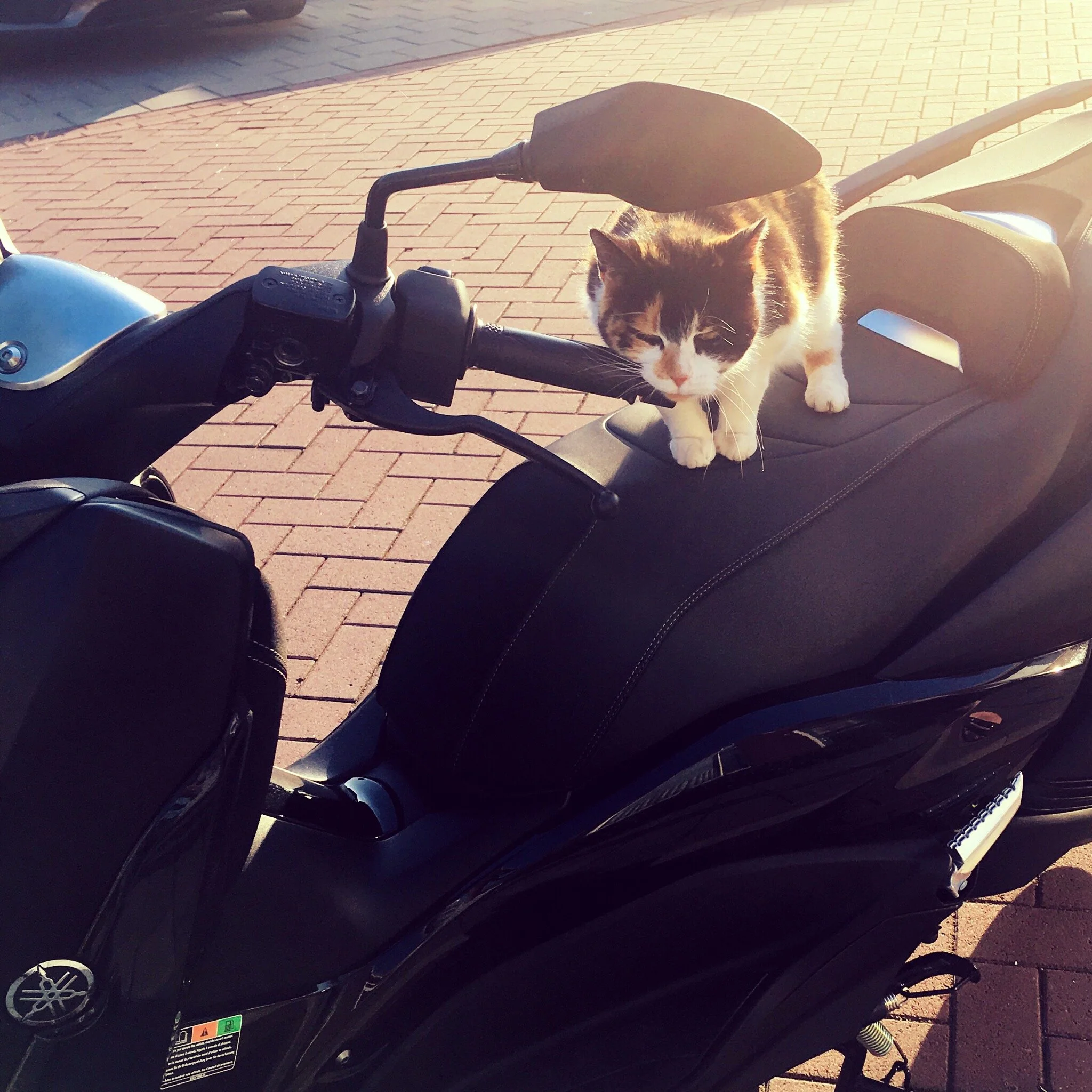 A black motor scooter with a black and white cat walking on the seat, sunlight illuminating the scene.