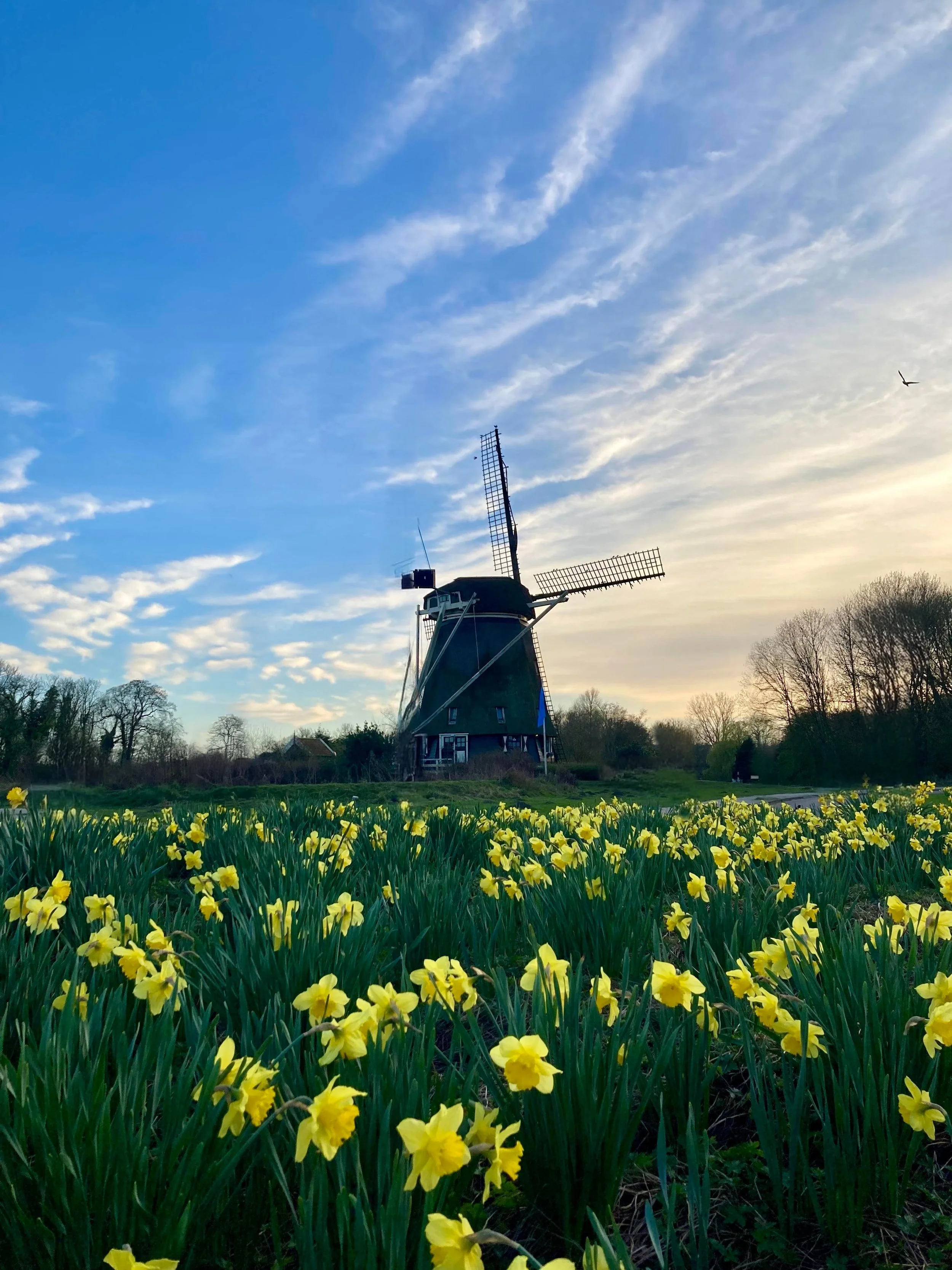 A traditional windmill with four blades standing in a field of yellow flowers under a partly cloudy sky at sunset or sunrise.