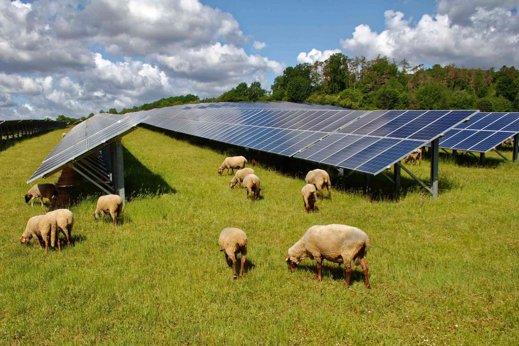 Image of Island Green Power's solar development