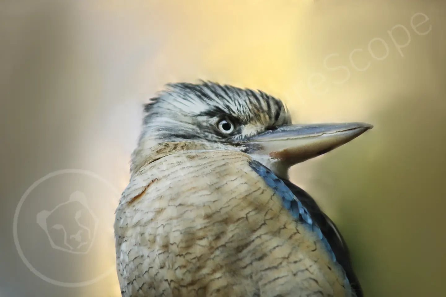 The Blue Winged Kookaburra is actually a large species of Kingfisher native to North Australia and New Guinea! They eat a range of insects, reptiles, amphibians, fish, crayfish, scorpions, spiders, snakes, small mammals and even other birds!