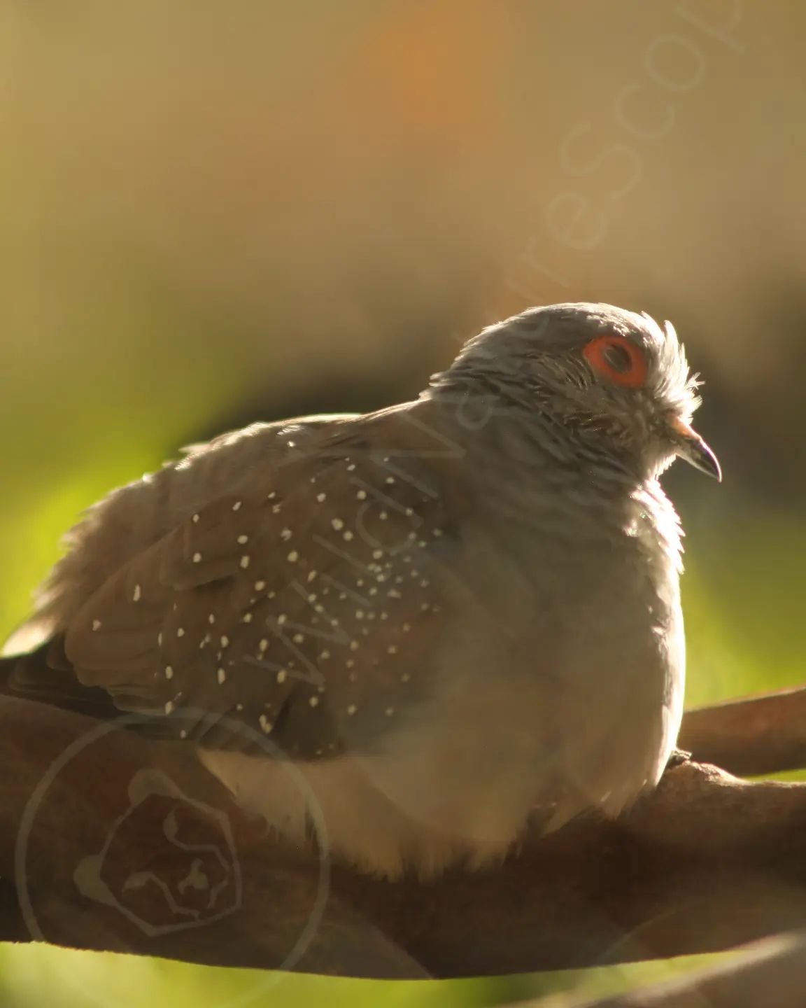 Diamond Doves are small Australian birds, at around 20 cm (7.8 in), they live in grasslands and feed almost entirely on seeds grasses.