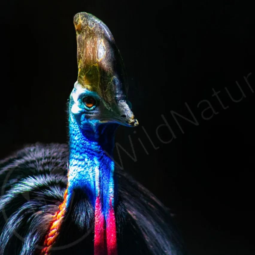 The Southern Cassowary is a large flightless bird native to Australia, Indonesia, and New Guinea with a population of 4,000 and declining. The male Cassowary not only builds the nest, but also incubates the eggs and raises the chicks alone. Cassowari