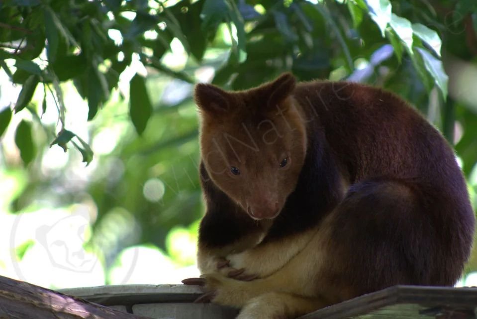 Tree Kangaroos are marsupials that inhabit the tropical rainforests of New Guinea as well as northern Queensland in Australia. Tree Kangaroos are considered threatened due to hunting and habitat destruction. Australian Tree Kangaroos eat leaves, grai