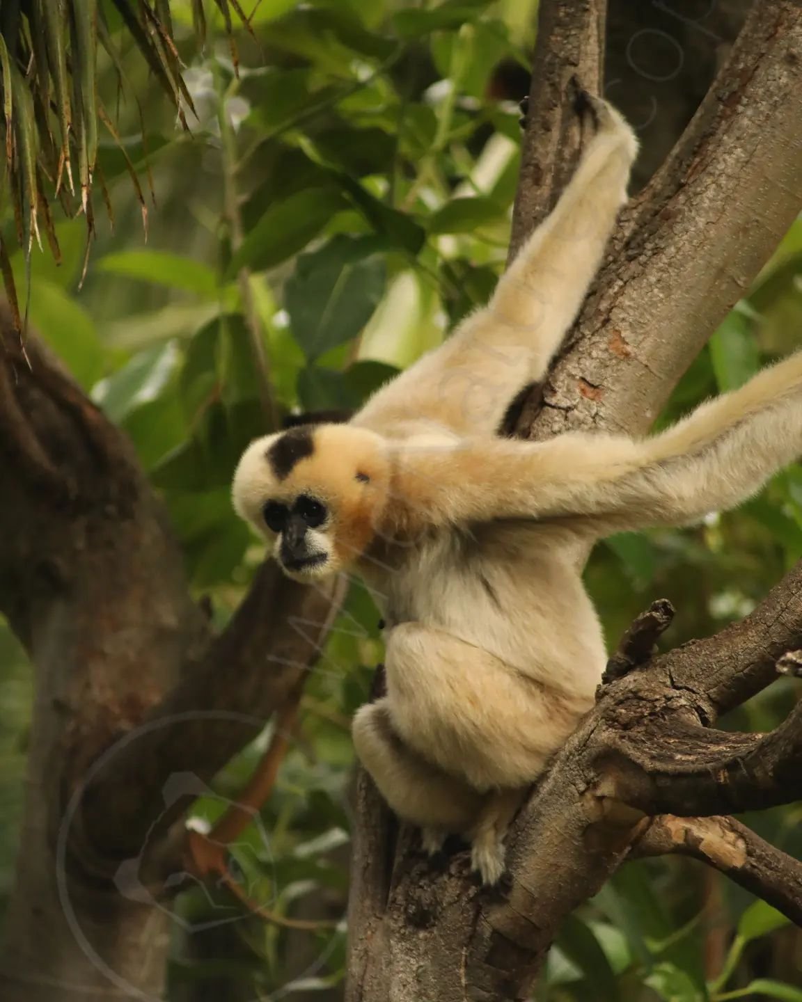 Gibbons are a type of ape that (unlike most great apes) often form long term pair bonds. They can swing between branches at distances of 15 m (50 ft) at speeds as fast as 55 km/h (34 mph), they are the fastest of all tree dwelling, non-flying mammals