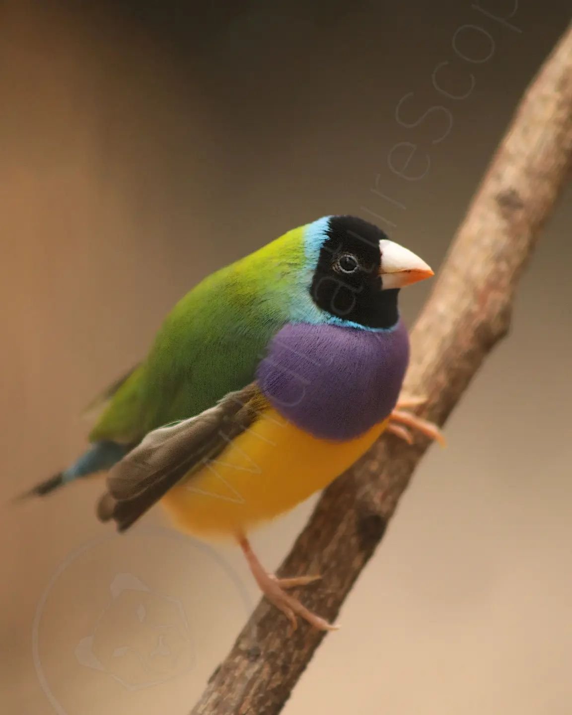 The Gouldian Finch is a small native Australian bird between 12-14cm (4.7-5.5in), with either black, yellow, or red heads, with the males having dark purple chests and the females having light purple chests. They are endangered and only found in smal
