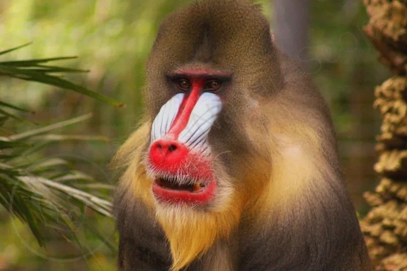 Mandrills are a large old-world monkey native to west central Africa, and is considered one of the most colourful mammals in the world with distinctive red and blue skin on its face. It is the largest monkey in the world, and lives primarily in tropi