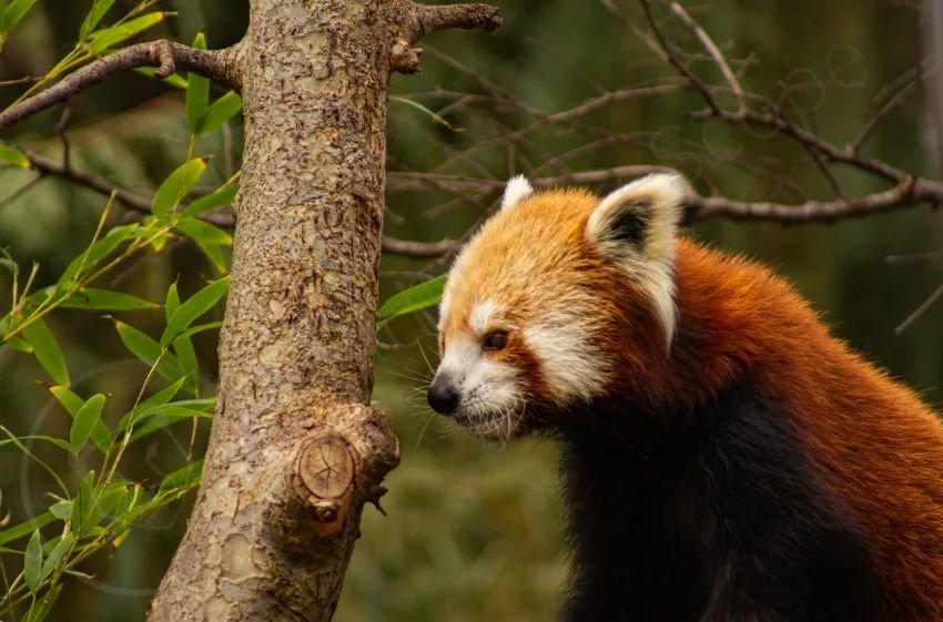 Red Pandas are spread across Nepal, India, Bhutan, Myanmar and China, and are difficult to observe in the wild. They are mainly herbivores, feeding primarily on bamboo, but also eat eggs, as well as small birds and mammals! Red Pandas have been liste