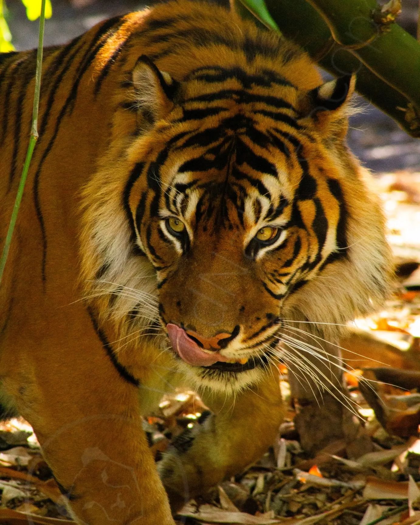 The Sumatran Tiger is one of the six surviving tiger species, with three species being officially extinct. Sumatran Tigers are one of the smallest tigers, have darker fur, and broader stripes than any other existing tiger species. Unfortunately this 