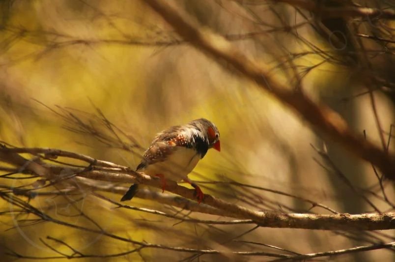 This species of Zebra Finch can be found in arid regions of Australia and was once considered the same species as the Indonesian Zebra Finch. They were only considered two distinct species in 1837!