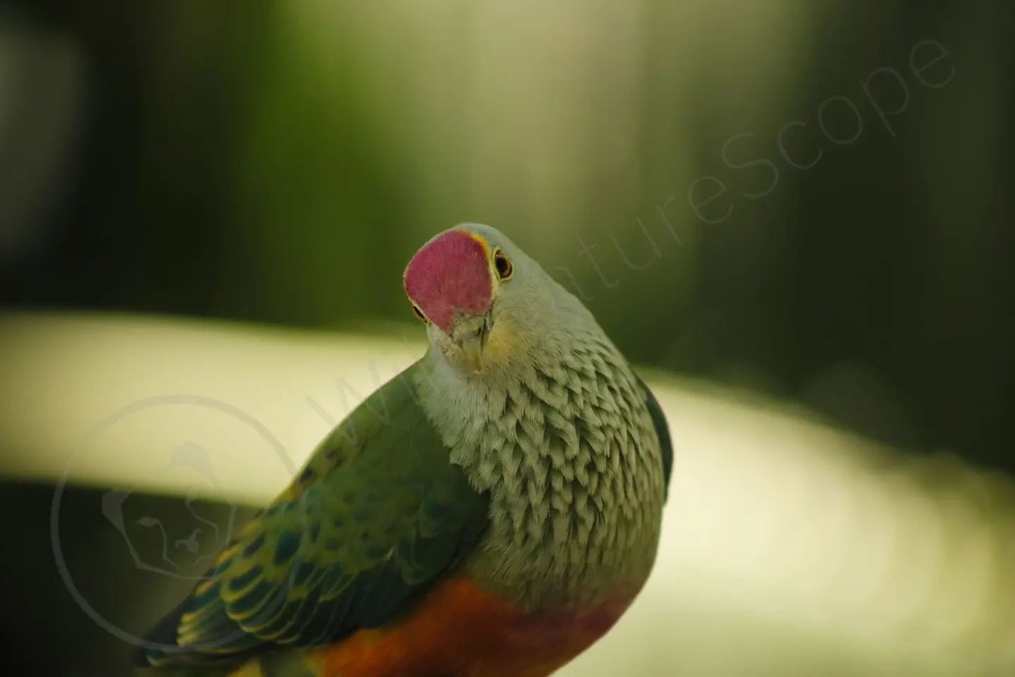 The Rose Crowned Fruit Dove is a native Australian bird found in the lowland rainforests of northern and eastern Australia, fortunately, this dove is listed as &quot;Least Concern&quot; on the IUCN Red list of threatened species. You can visit this b