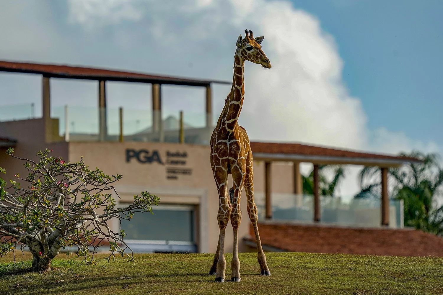 Why Vipingo Ridge’s Nick Marsh chose PGA Training without walking away from playing