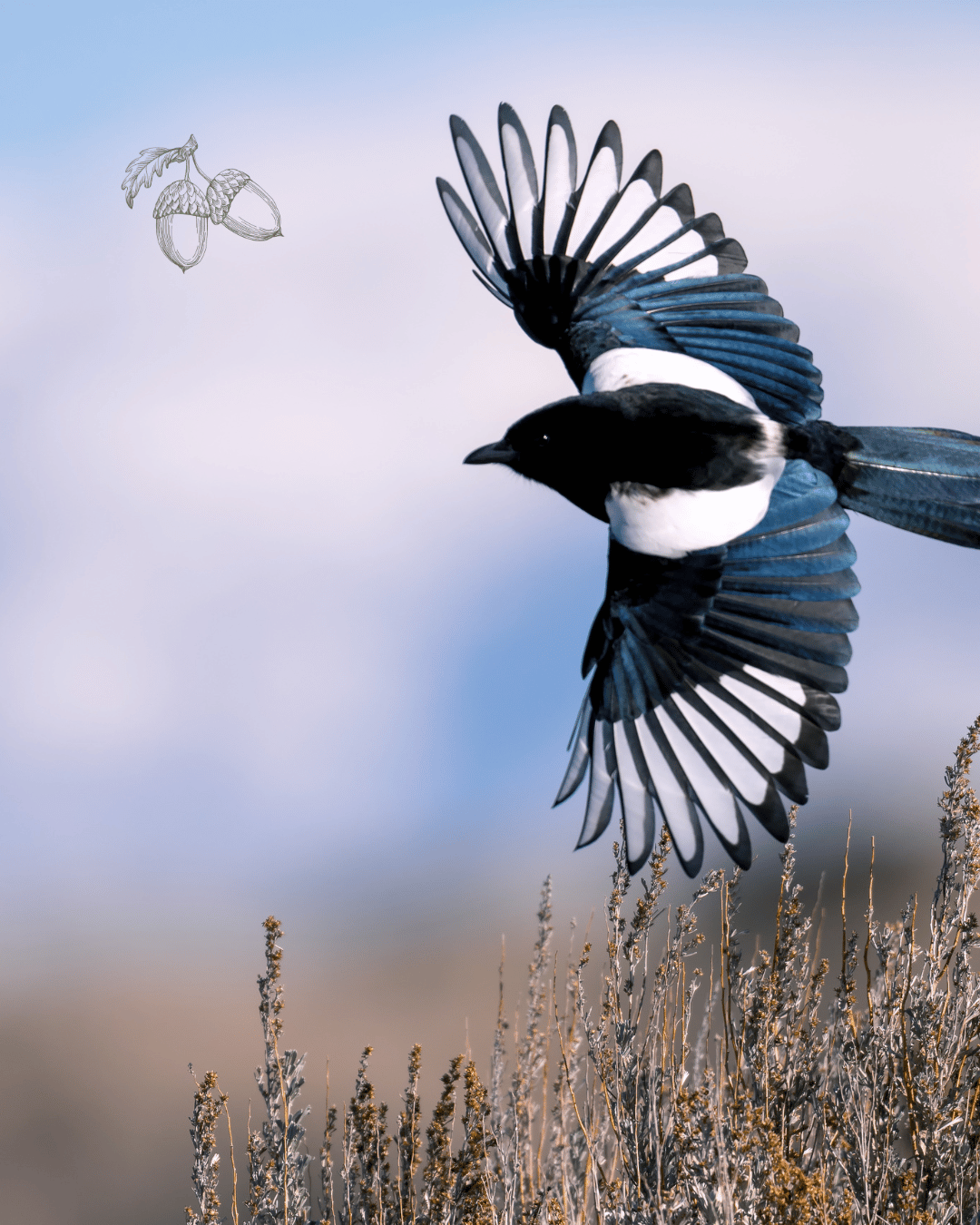Image of a magpie in flight