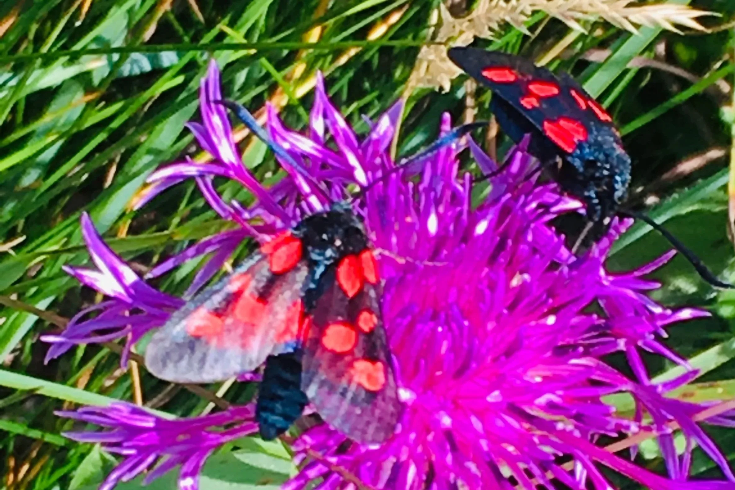 Black insects with red spots on purple flowers with a grassy background
