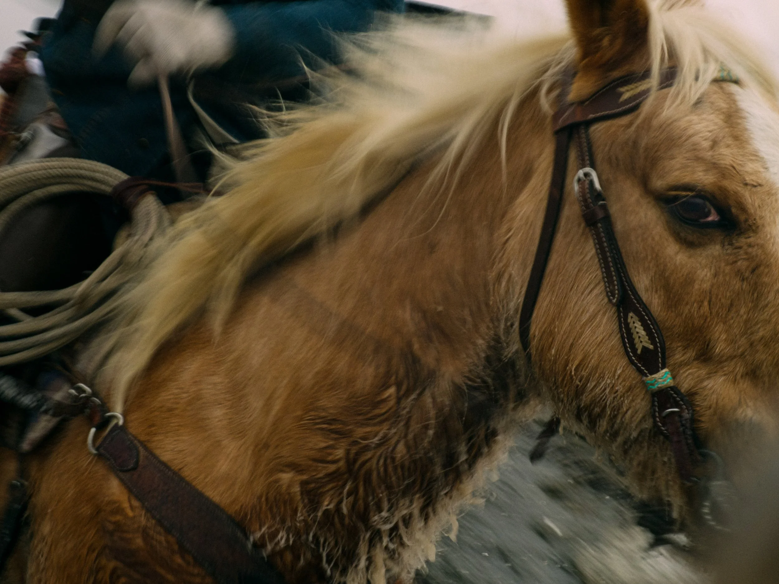 Close-up photo of a light brown horse with a flowing blonde mane, wearing a bridle, with some gear or saddle visible in the background.