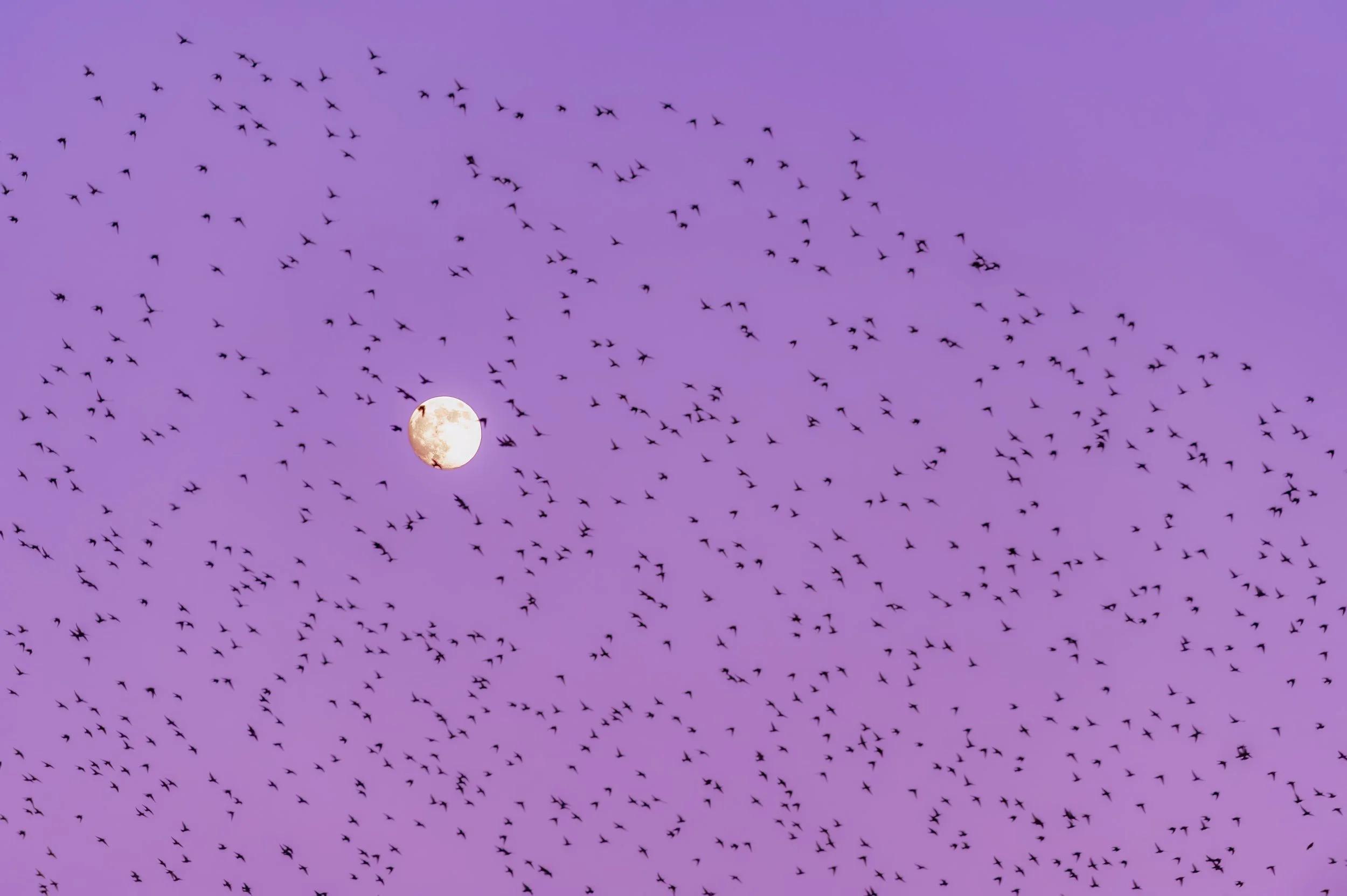 MURMURATION MOON