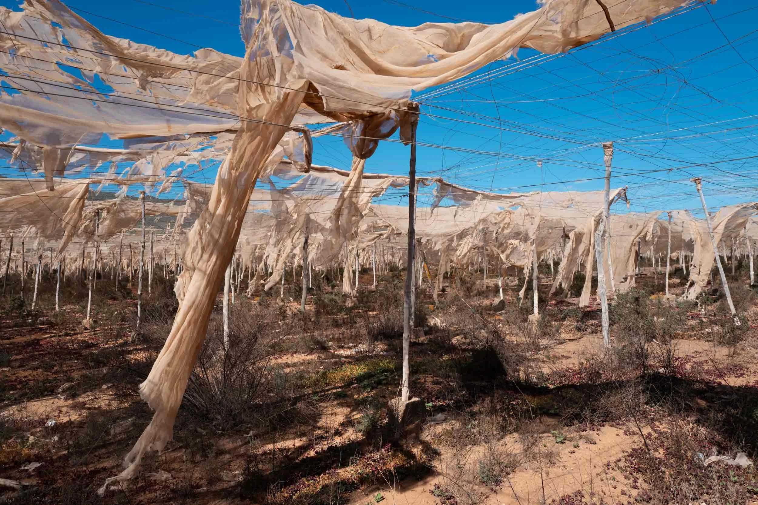 Zerrissene schutznetze spannen sich ueber einer plantage auf trockenem boden unter blauem himmel, gran canaria