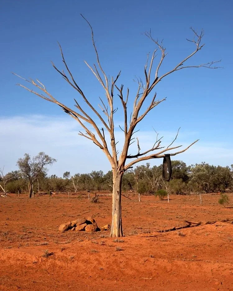 Ein vertrockneter Baum in einer kargen, roten Wüstenlandschaft symbolisiert die Härte der Natur in Australiens Outback und die Anpassungsfähigkeit der Vegetation.