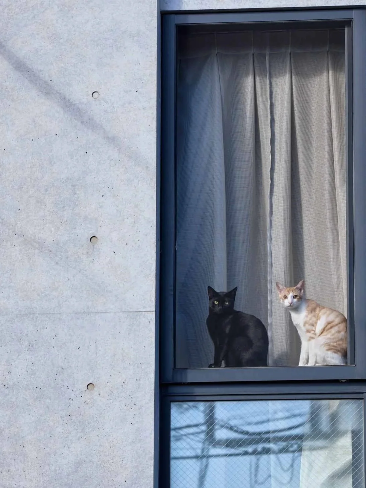 Eine schwarze und eine weiß-orange Katze sitzen nebeneinander hinter einem Fenster mit grauem Vorhang in Japan.