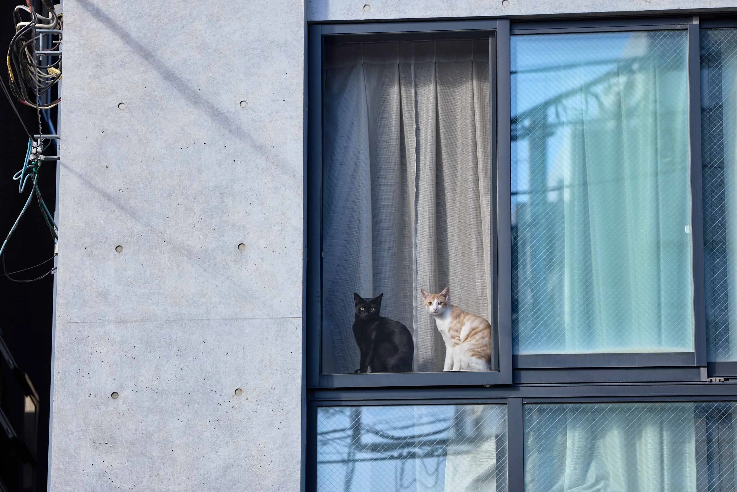 Zwei Katzen sitzen nebeneinander in einem geöffneten Fenster eines Wohngebäudes. Tokio