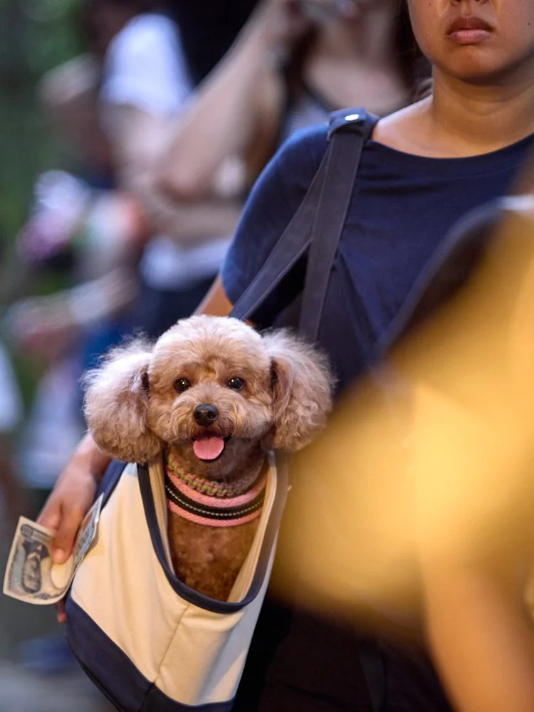 kleiner-hund-in-tragetasche-menschenmenge-japan.jpg