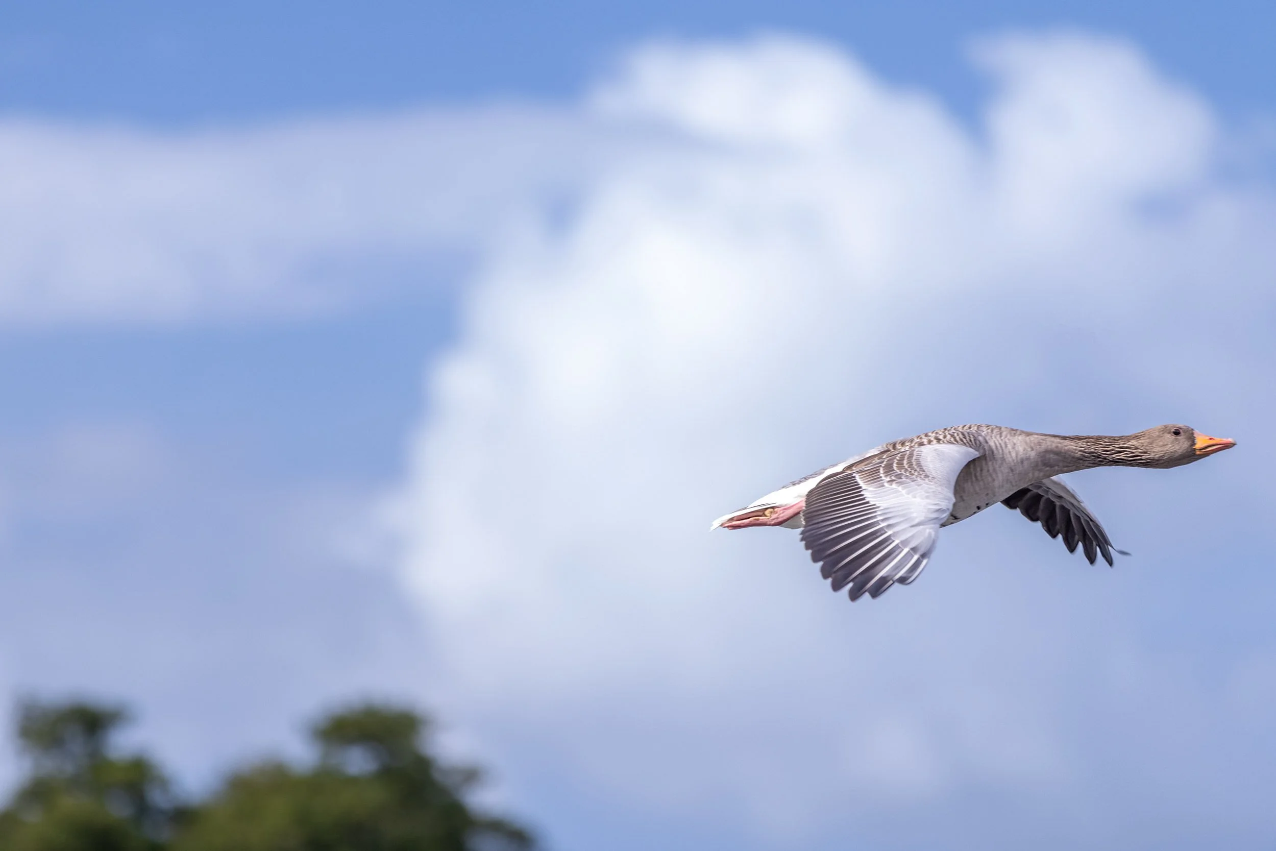 Eine Graugans fliegt mit ausgebreiteten Flügeln vor einem weiten blauen Himmel über der Hamburger Alster. Die weichen weißen Wolken im Hintergrund und die klare Seitenansicht des Vogels verleihen der Aufnahme eine leichte, beinahe grafische Wirkung. 