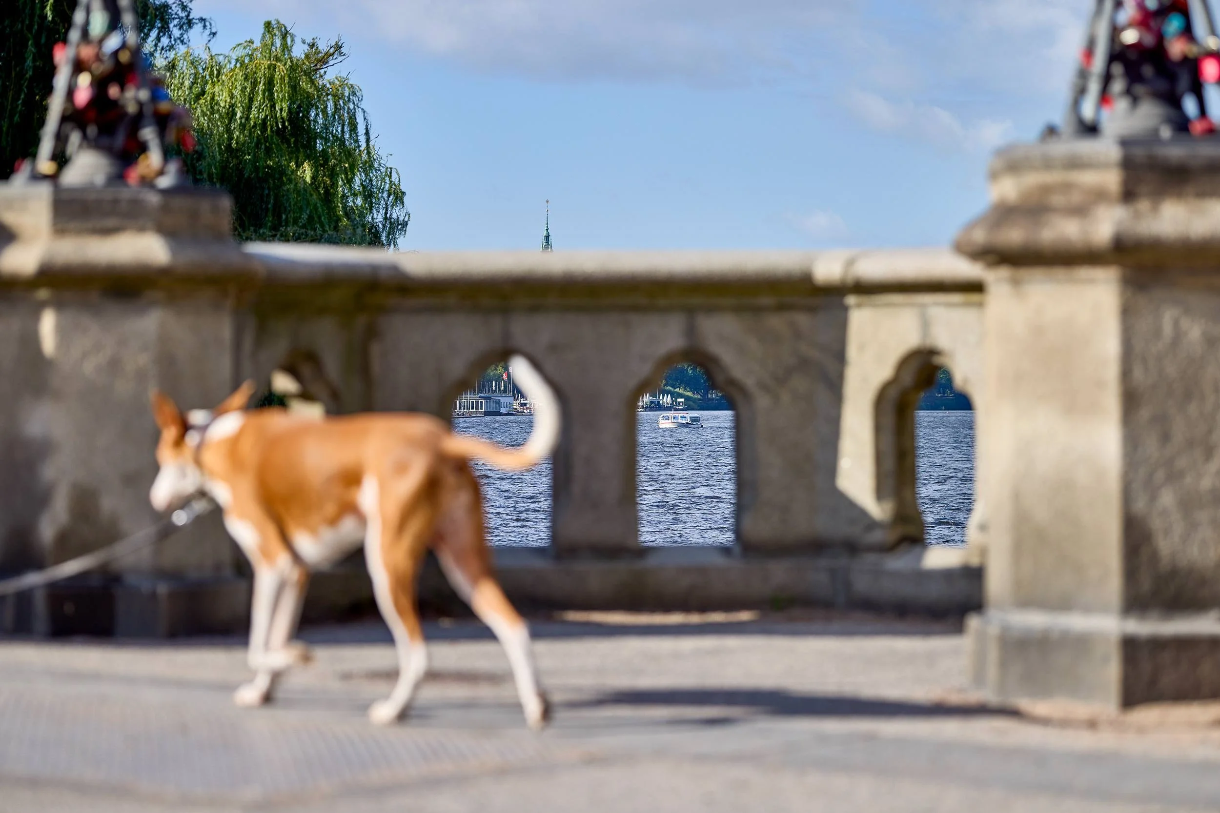 Ein Hund läuft über eine historische Hamburger Brücke, während sich durch die Öffnungen der steinernen Balustrade der Blick auf die Alster und vorbeifahrende Schiffe öffnet. Die bewusste Unschärfe des Hundes im Vordergrund und die fokussierten Detail